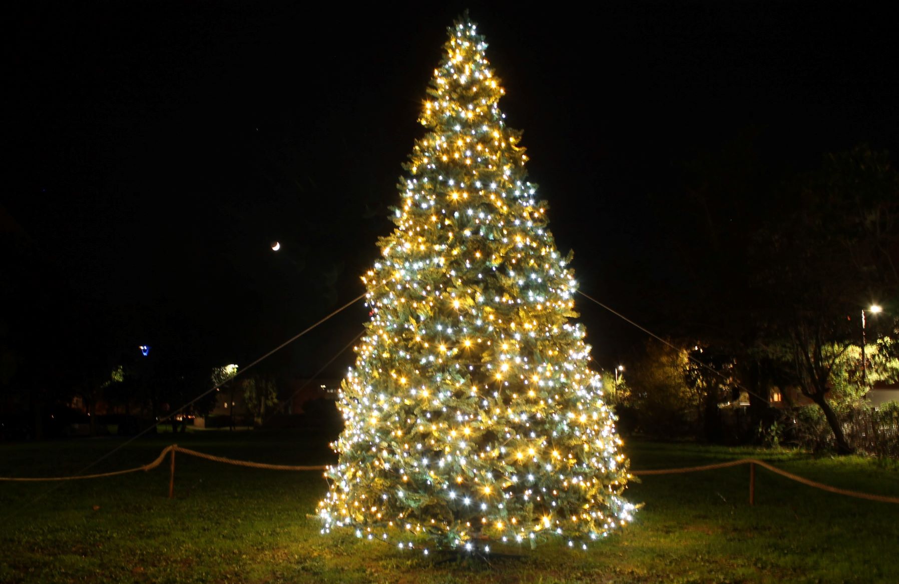Tanti auguri dal Comitato di Quartiere … con un albero di Natale sempre più bello !