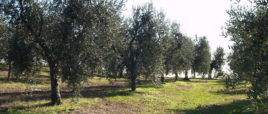 Un nuovo oliveto è nato ! … Vedi il video della giornata di inaugurazione